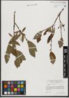 Foto von Salix hastata L.